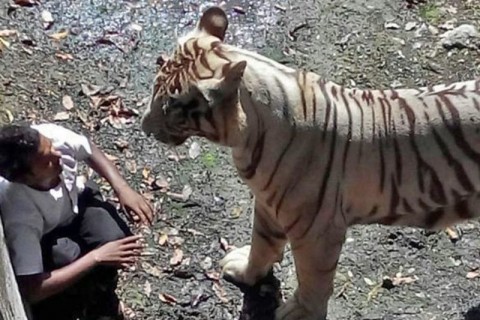 【閲覧注意】動物園で虎に襲われて男性が死亡。動画ヤバすぎ