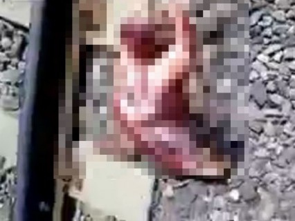 【閲覧注意】電車に轢かれたバラバラ死体が見つかったが、少なくとも人間ではない。この生物は？