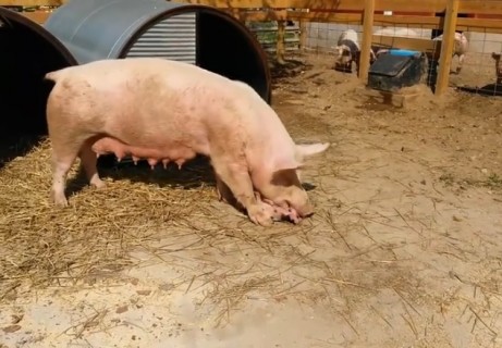 【閲覧注意】豚が自分の赤ちゃんをむしゃむしゃ食べてて震えた