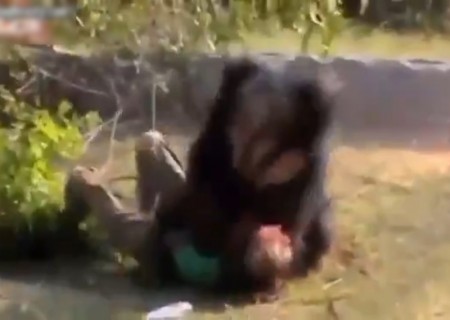 【閲覧注意】人間がクマに食べられてる映像の中で未だかつてないほどの