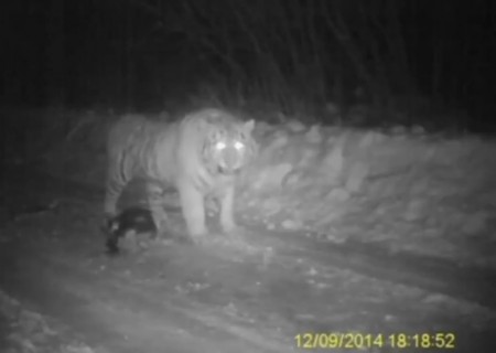 【動画】プーチン大統領が野生に放したトラ、中国で犬を食べる