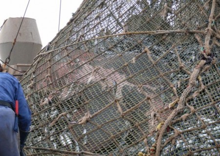 これは怖い。漁師がでっかい網で捕まえた大量の魚の中に・・・