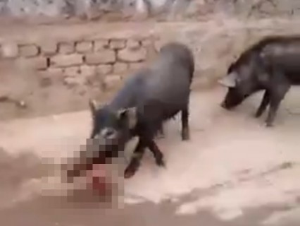 【閲覧注意】豚が食べてるのが「人間の赤ちゃん」で震えた