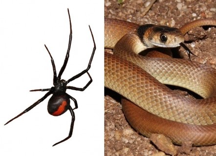 猛毒のクモ「セアカゴケグモ」が猛毒のヘビ「ブラウンスネーク」を食べてる