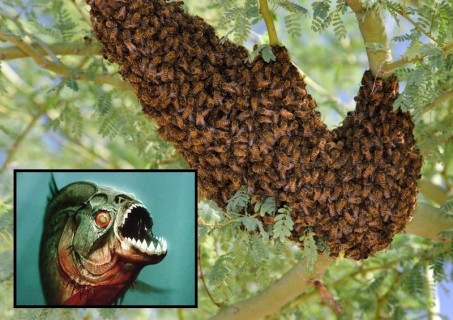 【超！閲覧注意】アフリカミツバチに襲われ川に飛び込んだ男性、ピラニアに食われる