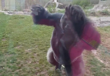 【動画】動物園で一番怖いのはこれだわ。こっちに走ってきたゴリラが…