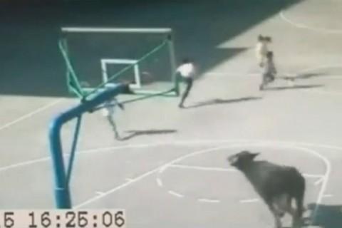 【動画】中国で学校の校庭に侵入してくるのが犬どころじゃない。これは死人が出るわ