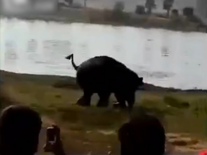 【動画】象に殺される人間　インド