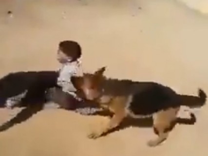 【動画】犬に子供を拷問させてみた