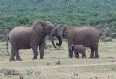 【動画】象の家族、感動の再会（※ 45秒までしか見ないでください）