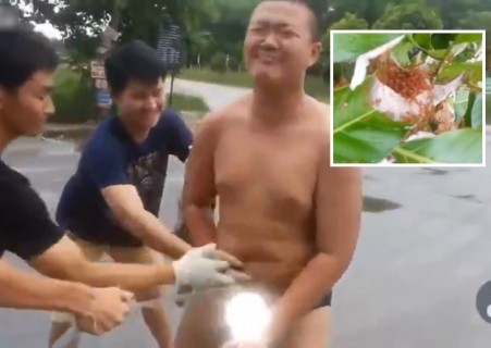 【動画】赤アリの大群をチ●コに入れて泣き叫ぶ中国の少年めっちゃ笑った
