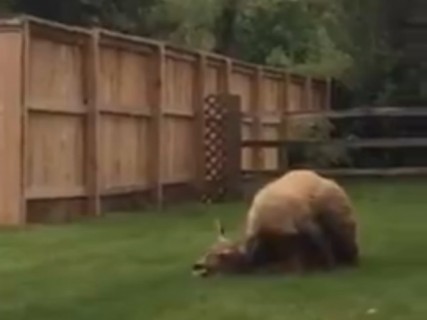 庭でクマがシカを殺してる！恐ろしい映像が話題に