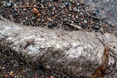 なんかヤバそう。４メートルの未知の生物の死骸が海岸に打ち上げられる