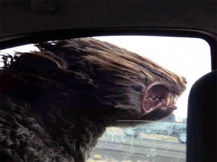 車の窓から顔出してる犬怖すぎ