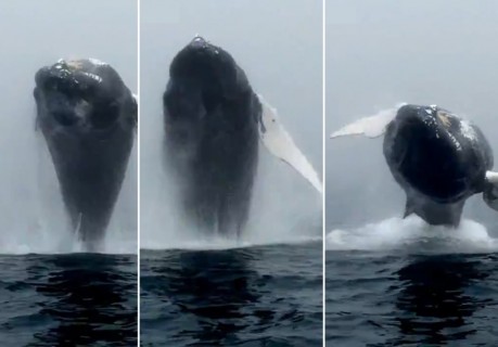 クジラが目の前でジャンプしたらこんなに怖い。奇跡の映像