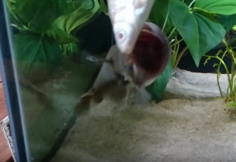【動画】ナマズが入った水槽に ”同じ大きさ” の魚を入れたら…