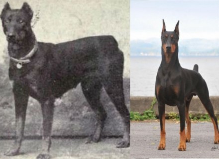 犬の ”品種改良前” の画像をご覧ください。ダックスフント、ブルドッグ…