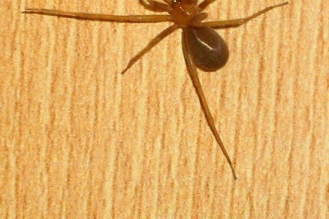 【閲覧注意】海外で知らないクモに噛まれた場合、絶対に放っておいてはいけない