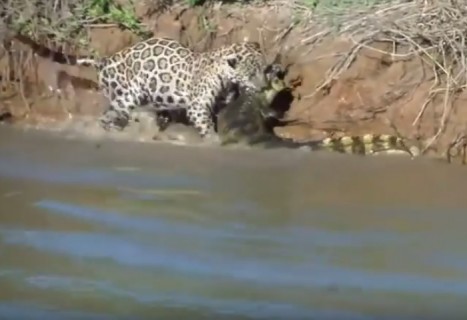 ジャガーが陸上からジャンプして水中のワニを殺す映像がかっこ良すぎ