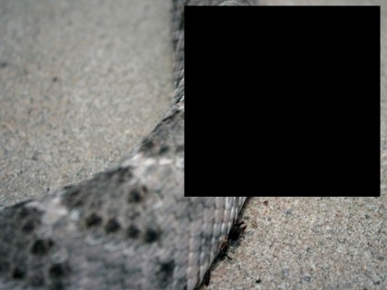 【画像】ガラガラヘビを殺した15分後・・・そこには恐ろしい光景が