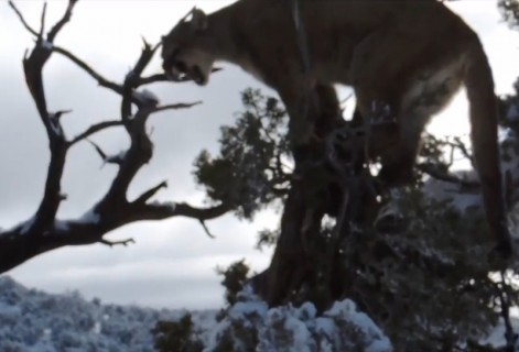 【動画】木の上にいるマウンテン・ライオンを弓矢で殺す。さすがにかわいそう…
