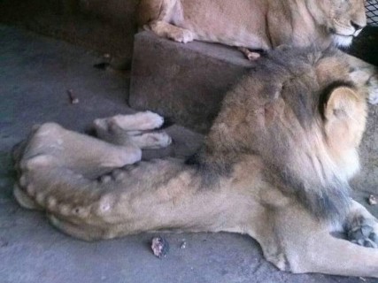 【画像】放置された動物園の檻の中にいたライオン・・・