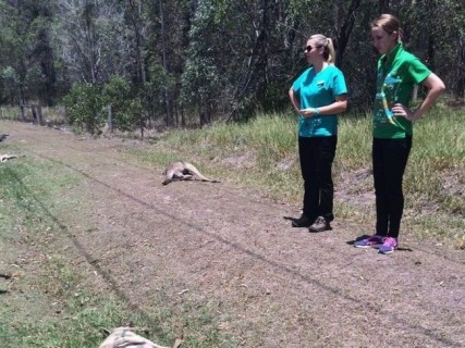 「どうかしてる！」オーストラリア、カンガルー17匹轢き逃げにブチ切れ
