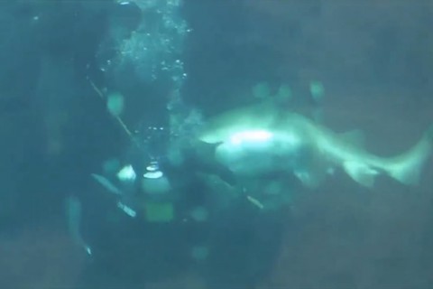 【閲覧注意】水族館の巨大ザメがダイバーを襲う恐ろしい映像