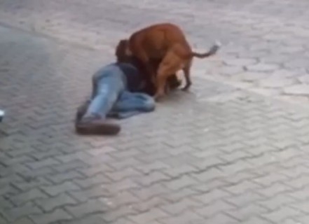 酔っ払った人が路上で犬にレ●プされてる映像が話題に！