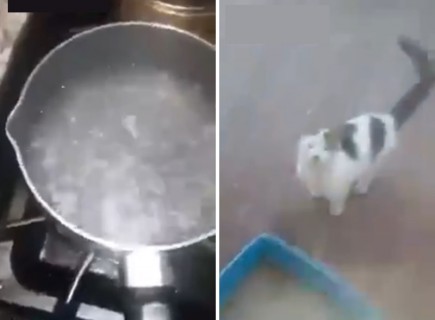 ネット上が騒然となっているFacebookのビデオ。「野良猫に熱湯かけてやった」