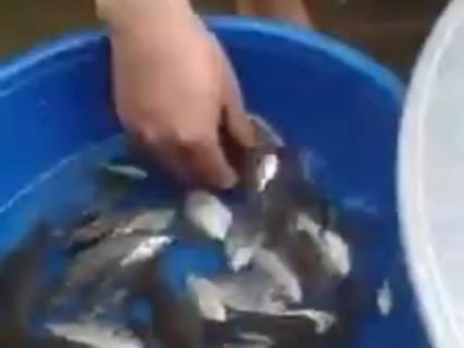 【動画】中国人の魚の食い方・・・