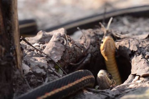 【画像】ヘビの ”冬眠” が終わった山。そこはもはや地獄と化した