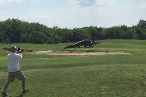 フロリダのゴルフ場に怪物みたいな超巨大ワニが現れて話題に