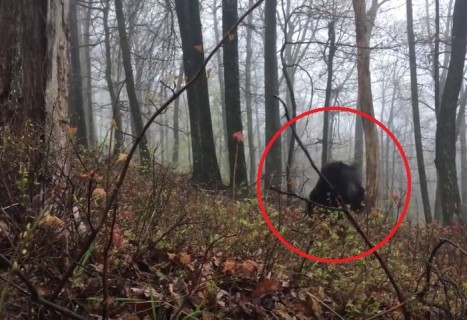 森のクマさん、実際に会ったら怖すぎた・・・（動画）