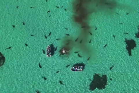 オーストラリアの海で70匹のサメが1匹のクジラを食い散らかしている光景、凄すぎて話題に