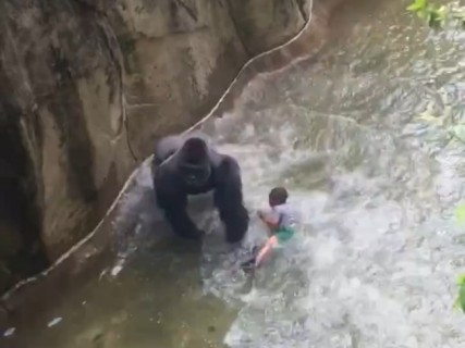 動物園で3歳の男の子が「ゴリラ」の囲いに落ちる ⇒ 恐ろしい光景が…（動画）