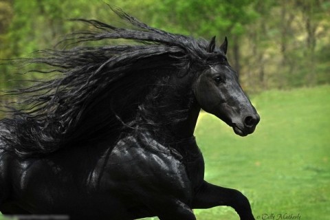 ”世界で最もハンサムな馬”、マジでカッコよすぎて世界中で話題
