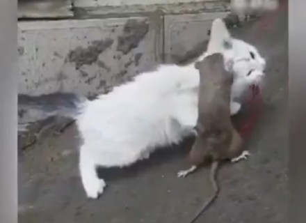 中国の巨大ネズミ、とうとう猫に勝つ・・・（動画）