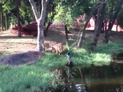 【動画】酔っ払いがライオンの囲いに飛び込んだ結果・・・