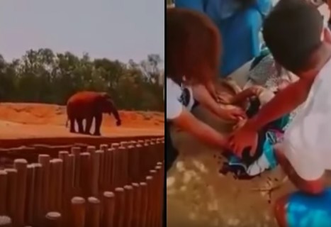 動物園で象が石を投げ、7歳の少女が死ぬ事件が発生