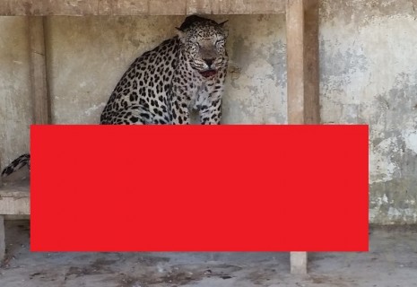 【閲覧注意】”放置された動物園” で肉食獣が生き延びた理由・・・（画像）