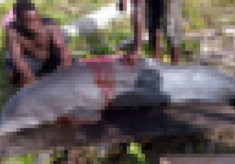 【閲覧注意】ナイジェリアの村の海岸にイルカが漂着した結果・・・（画像）