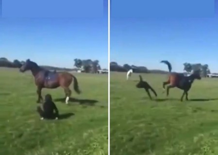 馬に振り落とされた女性、馬にマジ切れして向かって行き、顔面崩壊・・・（動画）