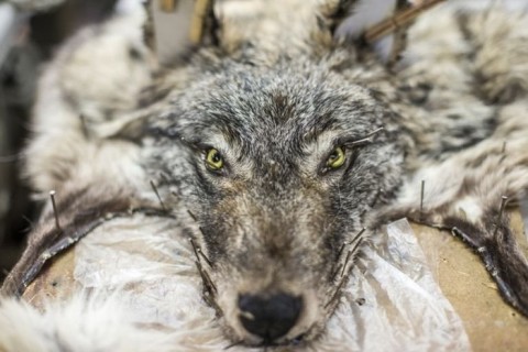 【閲覧注意】シベリアの ”オオカミハンター” がかっこ良すぎる！（画像）