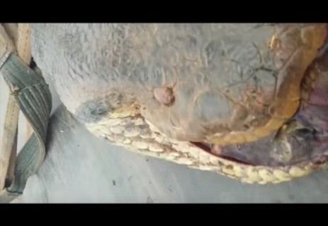全員が恐怖した…ブラジルでヤバいサイズの化け物アナコンダが捕獲される