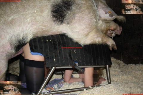【閲覧注意】豚に人間の女性をレ●プさせたらこうなる（画像）