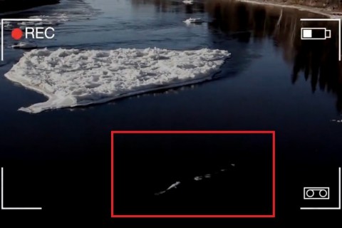 【動画】川で謎の巨大生物が撮影される！これはネッシー以来の衝撃だわ