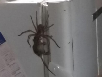 オーストラリア怖い。キッチンでめっちゃデカい蜘蛛がネズミ食ってる・・・（画像）