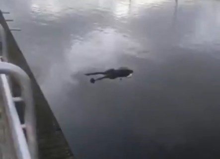【閲覧注意】至急！ 近所の川に人間の死体が浮いてるんだけど（動画）