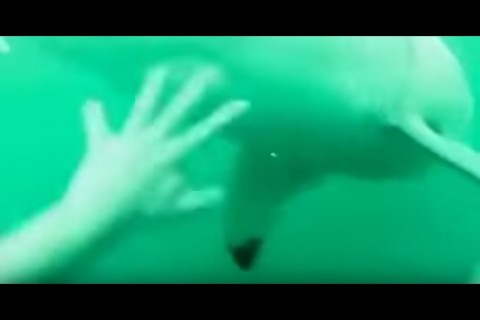 海で遊んでて海中にバチャン ⇒ ホオジロザメがいた場合…（動画）